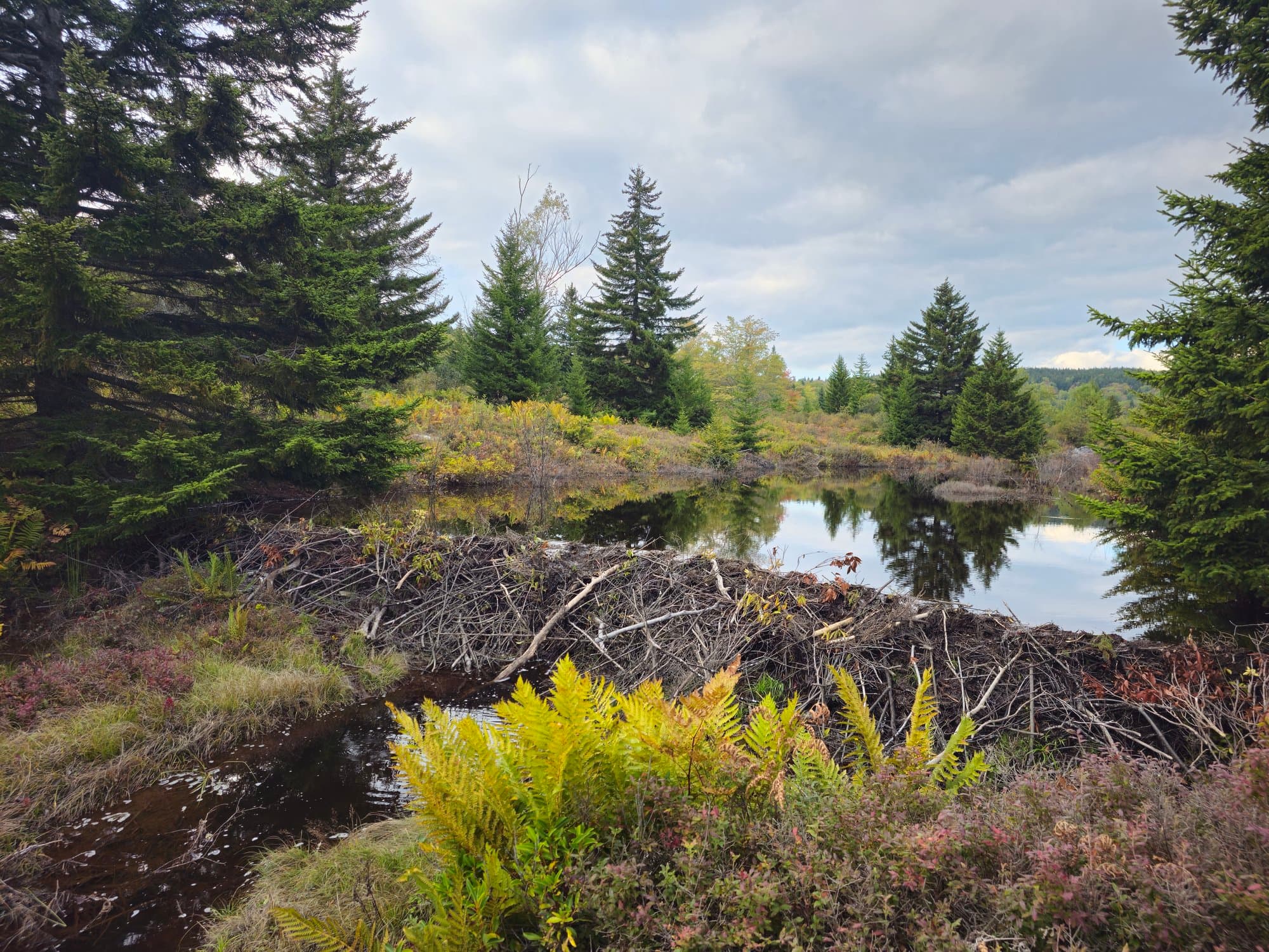 A beaver dam of woven sticks holding back a pond in evening light