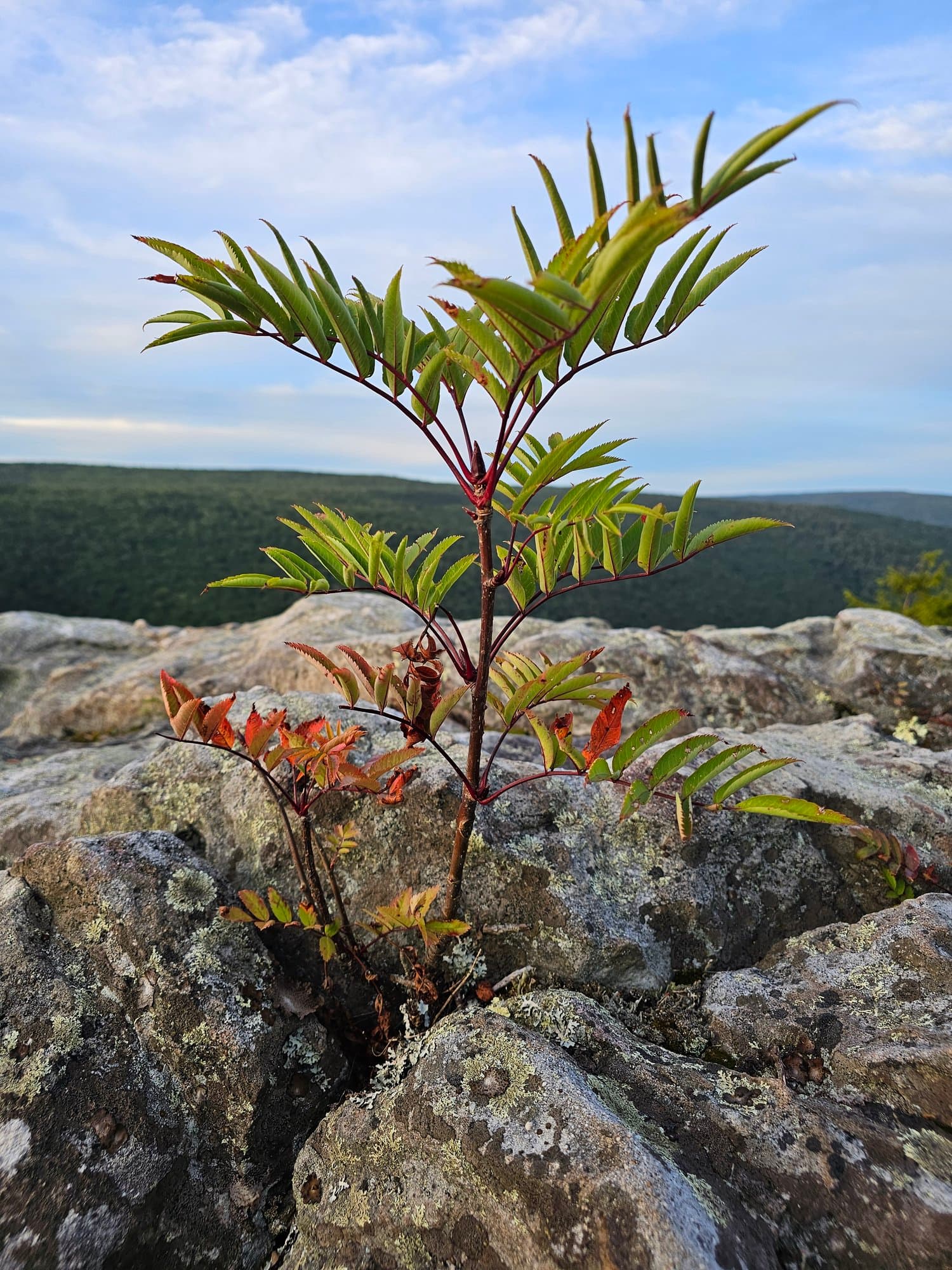 A seedling growing from a crack in bare rock at first light
